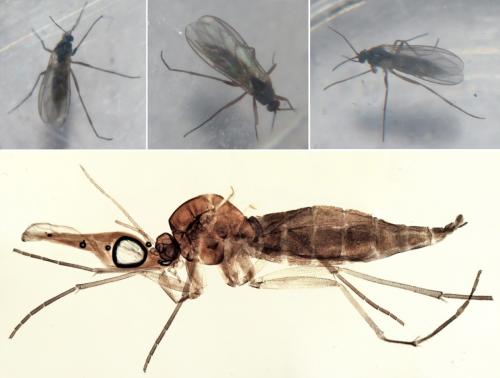 Bradysia sp.